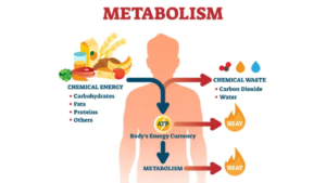 metabolism